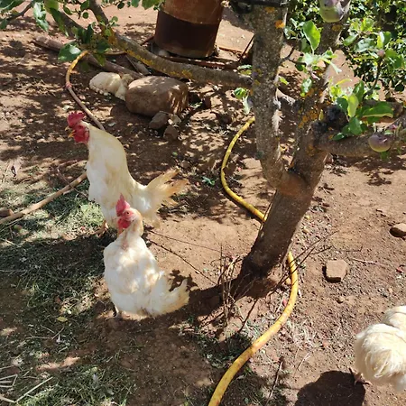El Cercadillo Casa de Férias