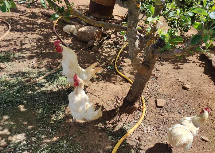 El Cercadillo Feriehus